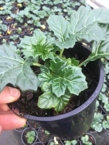 MUST-KNOW GUIDE ON HOW TO GROW ACANTHUS FROM SEED