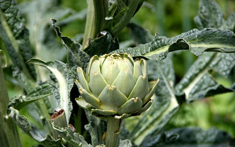 artichokes-growing-zone