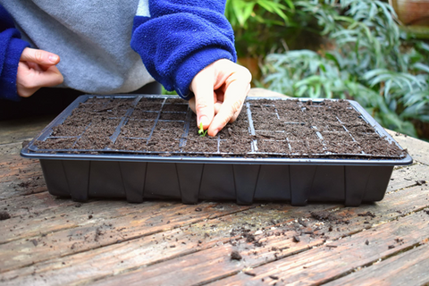 Growing Blue Porterweed Seeds - A Guide for Gardening Enthusiasts!