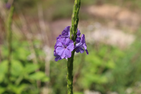 Growing Blue Porterweed Seeds - A Guide for Gardening Enthusiasts!