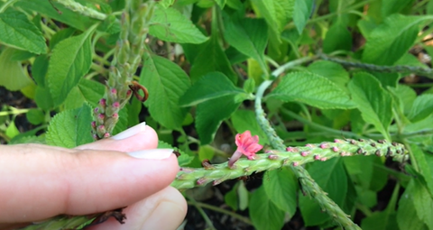 Growing Blue Porterweed Seeds - A Guide for Gardening Enthusiasts!