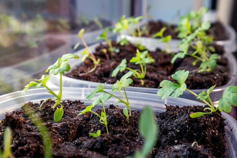 A Full Guide & Tips On How To Grow Celery From Seed