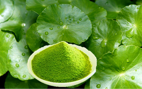 Gotu Kola Benefits