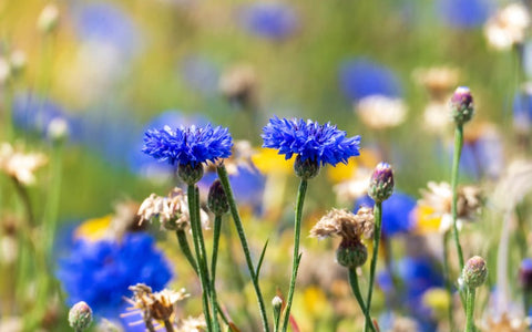 cornflowers-seeds-to-plant-in-the-fall
