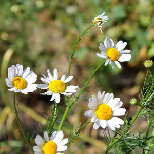 German Chamomile Seeds: Non-GMO Variety 1000 seeds - The Rike