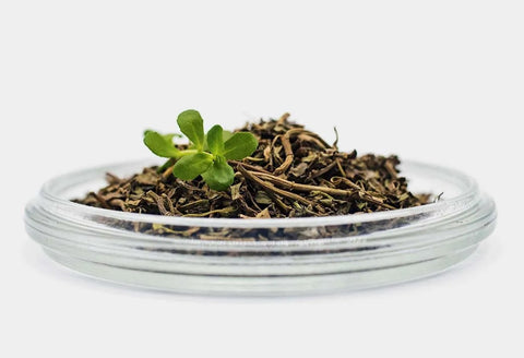 FULL GUIDE ON HOW TO MAKE BRAHMI TEA & ENJOY ITS BENEFITS