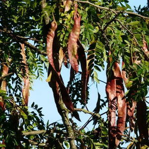 4 pack x 100 Locust Tree Seeds, Vietnamese Honey Locust Seeds Gleditsia Tree Seeds - The Rike