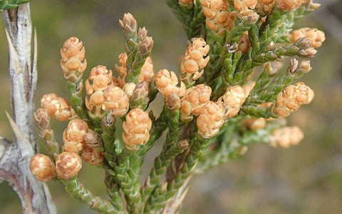 eastern-red-cedar-and-western-red-cedar-seeds