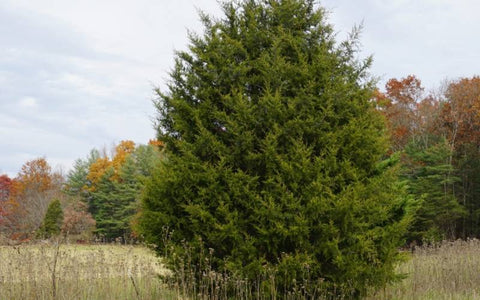 eastern-red-cedar-habitat