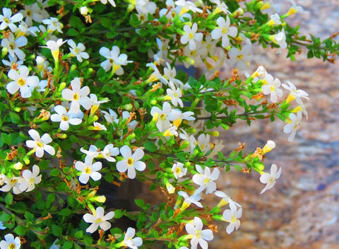 FULL GUIDE ON HOW TO MAKE BRAHMI TEA & ENJOY ITS BENEFITS