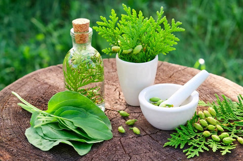 What Is Herbal Medicine: Its Benefits, Side Effects & Uses Q&A