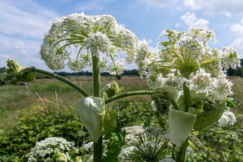 giant hogweed