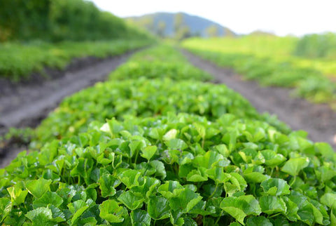 How to Grow Gotu Kola Herb