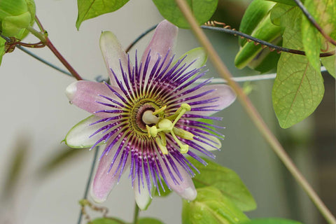 Growing Passionflower from Seed