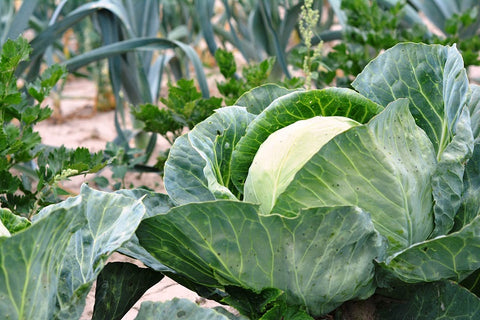 A picture of a green cabbage in the farm