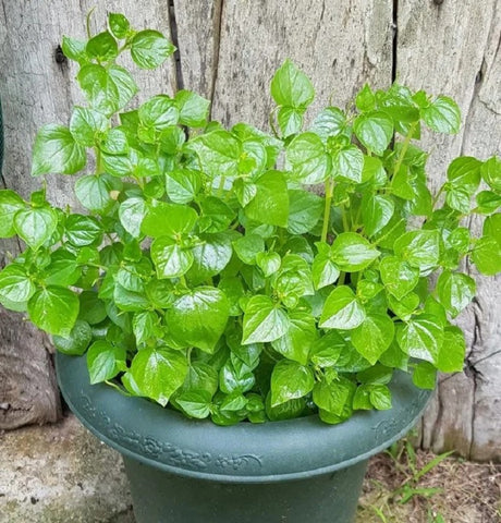 FULL GUIDE ON HOW TO GROW CRAB CLAW HERB (PEPEROMIA PELLUCIDA)