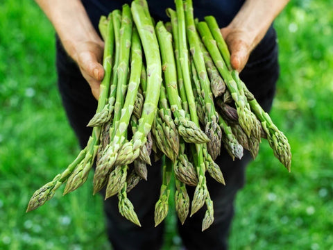 Can You Plant Asparagus Seeds