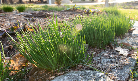 Growing Garlic Chives from Seed - A Detailed Guide for Novice Gardeners