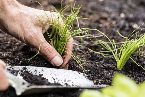 Growing Garlic Chives from Seed - A Detailed Guide for Novice Gardeners