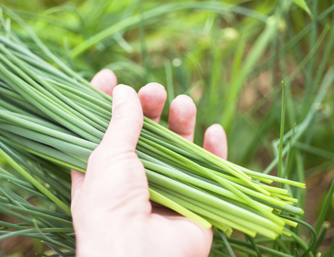 Growing Garlic Chives from Seed - A Detailed Guide for Novice Gardeners