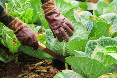 A man harvesting cabbages from the farm