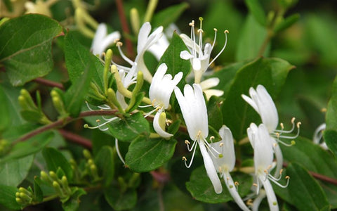 honeysuckle-benefits-for-disease