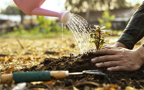 how-to-care-eastern-red-cedars