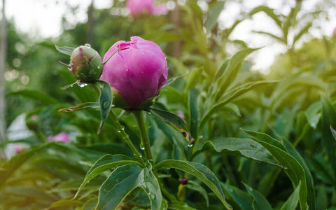 how-to-dry-peony-buds-for-tea