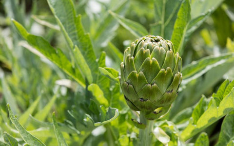 how-to-grow-artichokes-from-seed