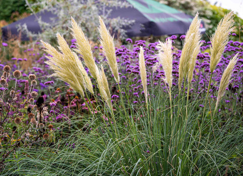 How to Grow Pampas Grass from Seeds