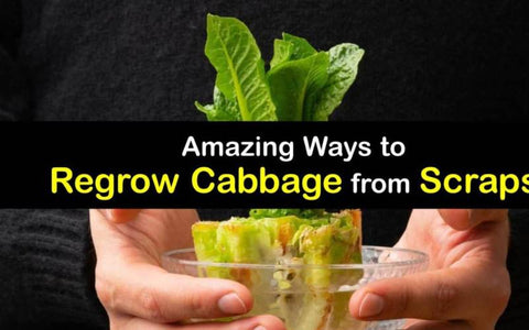 how-to-grow-red-cabbage-from-scraps