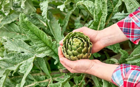 how-to-harvest-artichokes