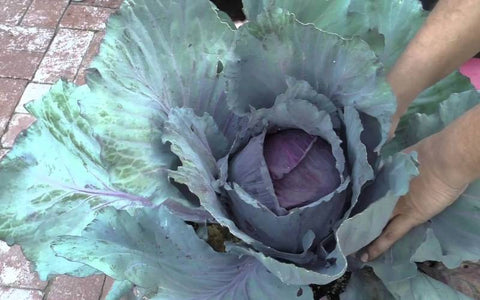 how-to-harvest-red-cabbage