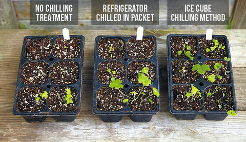 How To Freeze Vegetable Seeds For Storage