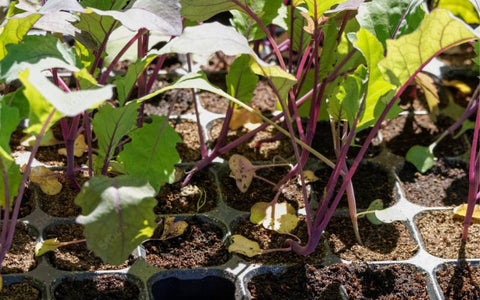 how-to-take-care-of-red-cabbage