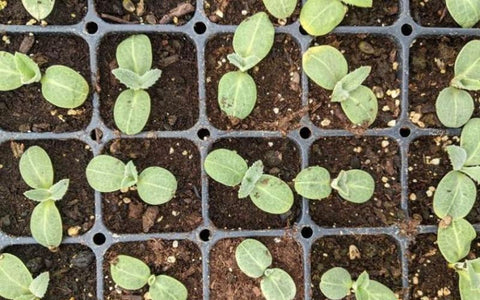 how-to-vernalize-artichoke-seedlings