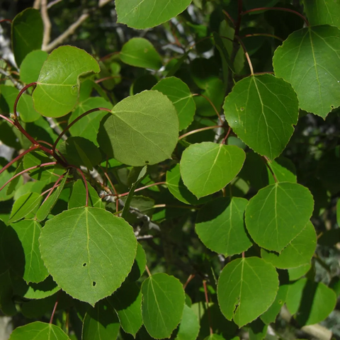 A picture of quaking aspen leaves