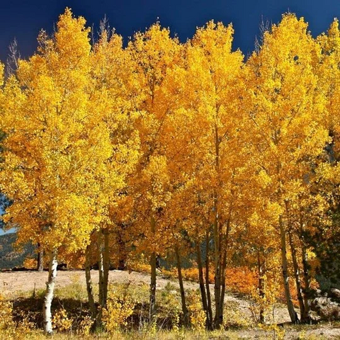 Fully grown quaking aspen trees in their natural habitat.