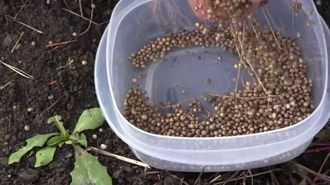 A Step-By-Step Guide On How To Plant Culantro Seeds