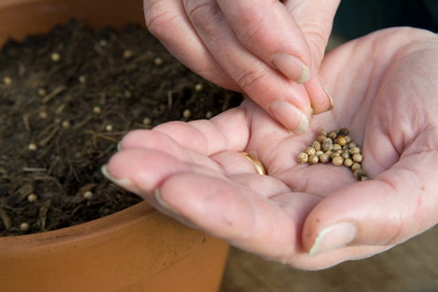 A Step-By-Step Guide On How To Plant Culantro Seeds