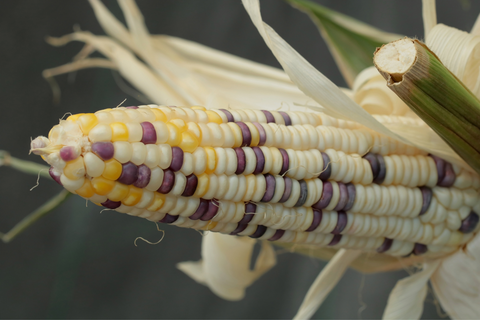 What is waxy corn used for?