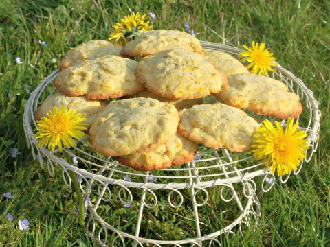 Dandelion flower recipes