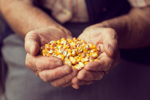 How to grow Waxy Corn