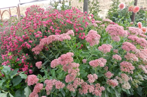 Can you grow Sedum Autumn Joy indoors?