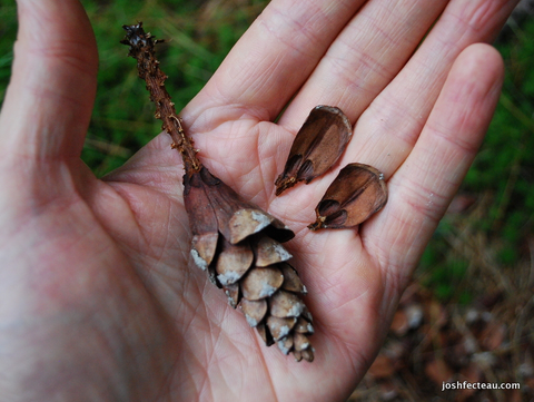 growing eastern white pine from seed