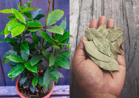 how to grow bay leaf tree from seed