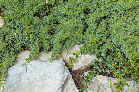 How do you grow purple sedum?