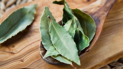 how to grow bay leaf tree from seed
