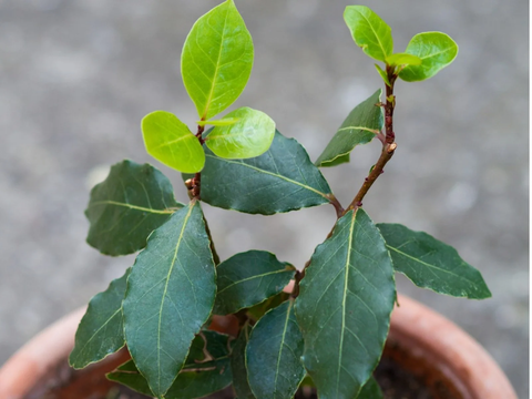 how to grow bay leaf tree from seed