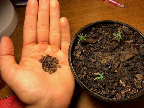 growing eastern white pine from seed